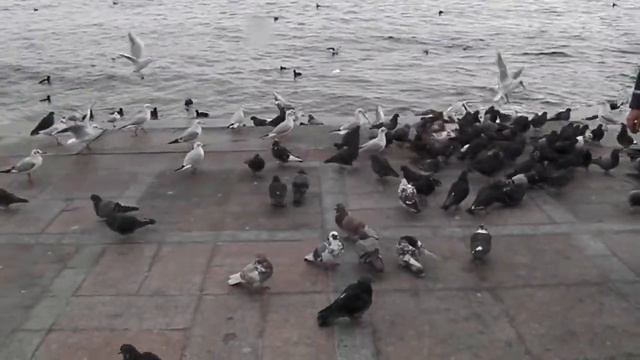 тома и чайко гули смотреть онлайн
