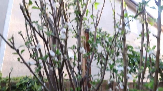 Green apple tree transplanted update #1 Blooming смотреть онлайн