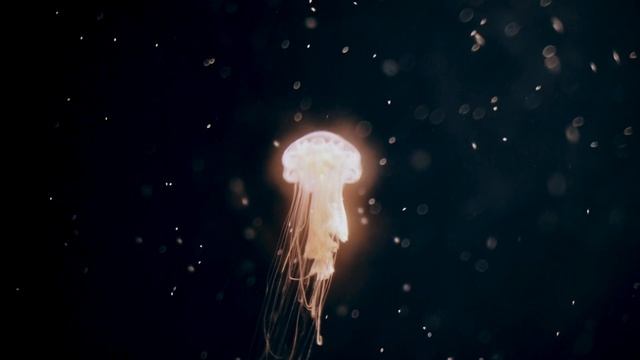 Uplift - 1 HR Bilateral Music Session - Release Stress, Anxiety, PTSD - EMDR, Brainspotting | Calm