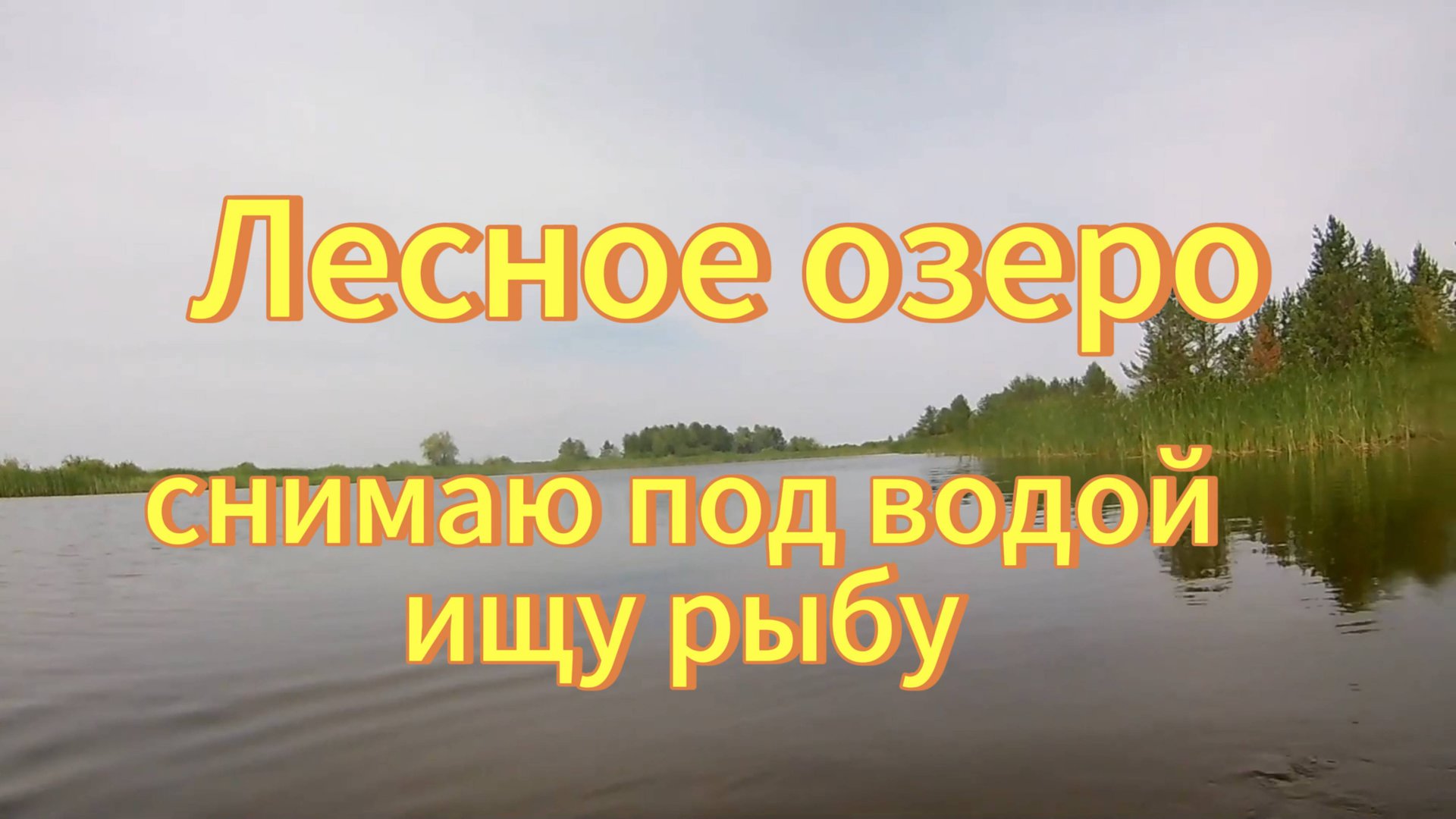 Купаюсь в лесном озере, снимаю рыбу под водой. Алтайский край Михайловский район. смотреть онлайн