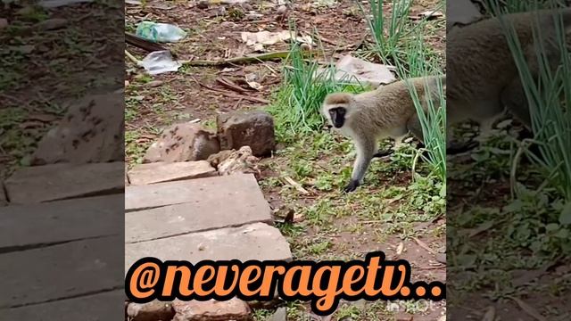 This Monkey Really Misbehaved Opened The Window Got into House смотреть онлайн