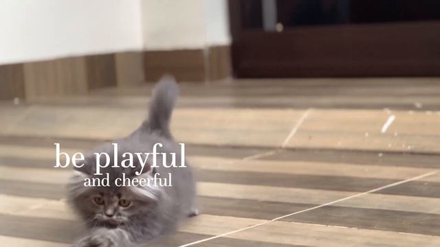 4K Cinematic Cat Video - A Visual Haiku by SCD Balaji, Transformative Artist смотреть онлайн