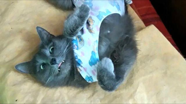 Под дверью сидел раненый кот и с мольбой смотрел на выходящих из квартиры людей смотреть онлайн