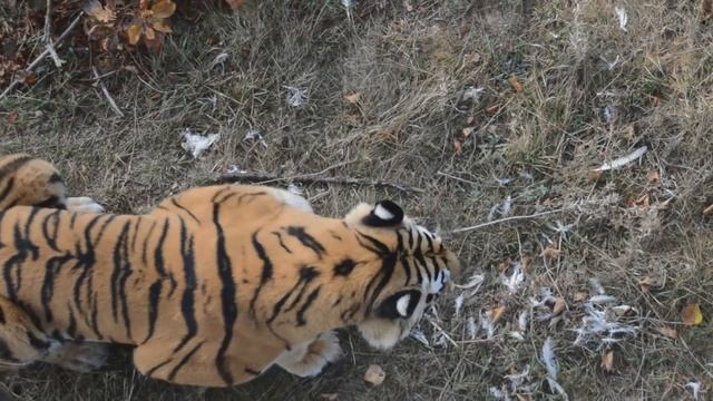 Семейство тигров в Тайгане смотреть онлайн