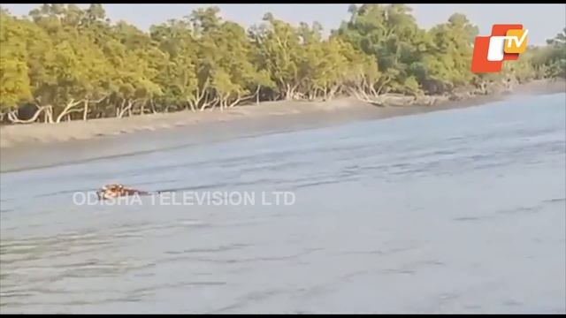 Tiger Jumps Into Water During Rescue Mission In Sundarbans смотреть онлайн