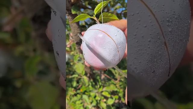 OMG 😱 white apple?😱#uk #usa #fruit #asmr смотреть онлайн