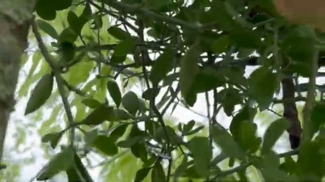 How to Identify Mistletoe In Texas Trees смотреть онлайн