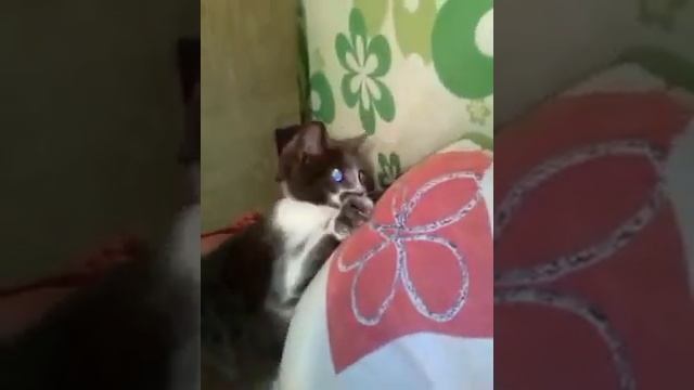 Очень игривая кошечка, играется со всем вподряд смотреть онлайн