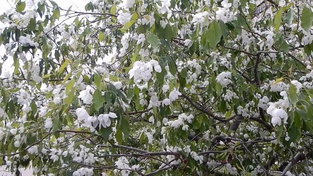 Apple Trees Blooming смотреть онлайн