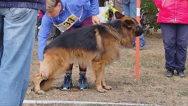 ОТКРЫТЫЕ КОБЕЛИ ДШ / КЧК КРАСНОДАР 20 октября`24 Т.Шишкина Моно немецких овчарок