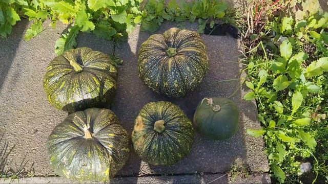 Alhamdulilah last year misti kumra harvest 2021,,shuhada's world UK смотреть онлайн