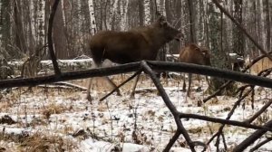 Охота на лося с подхода Лайки Петра
