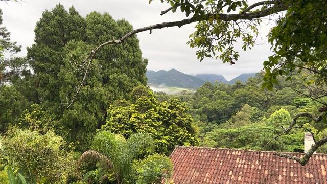 Rainforest morning after rain смотреть онлайн