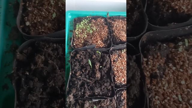 Plants from seed on the windowsil (Рассада на подоконнике) смотреть онлайн