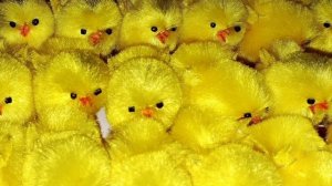 джип джип джуджаларим подпишитесь и лайки для новой музыки 💞👍