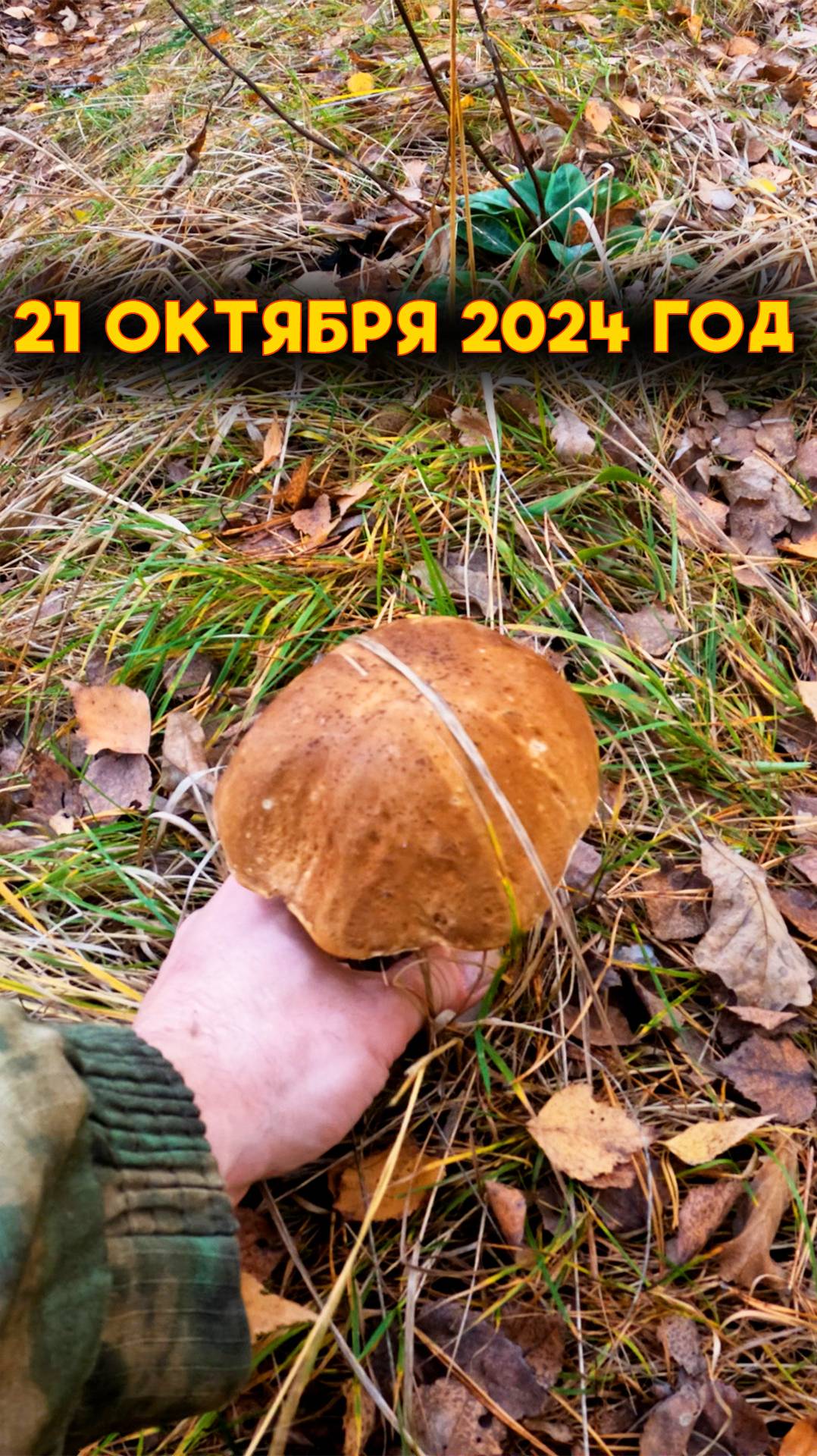 💥ВНИМАНИЕ! ГРИБЫ ПОШЛИ! (21 ОКТЯБРЯ 2024 ГОД) смотреть онлайн