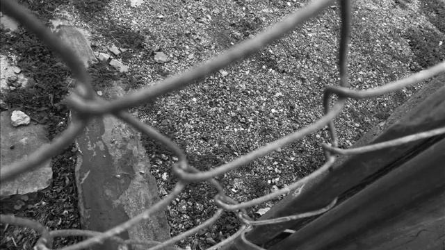 Nature in Black and White 2 смотреть онлайн