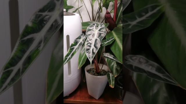 Красота дома смотреть онлайн