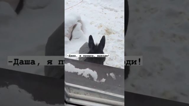 Рыжий фермер