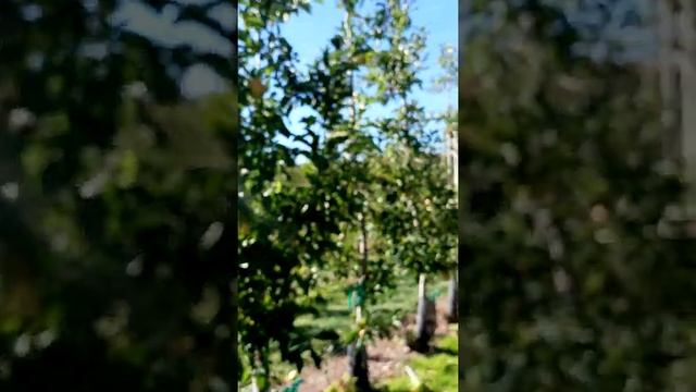 I went Berry and apple picking with my family p3 смотреть онлайн