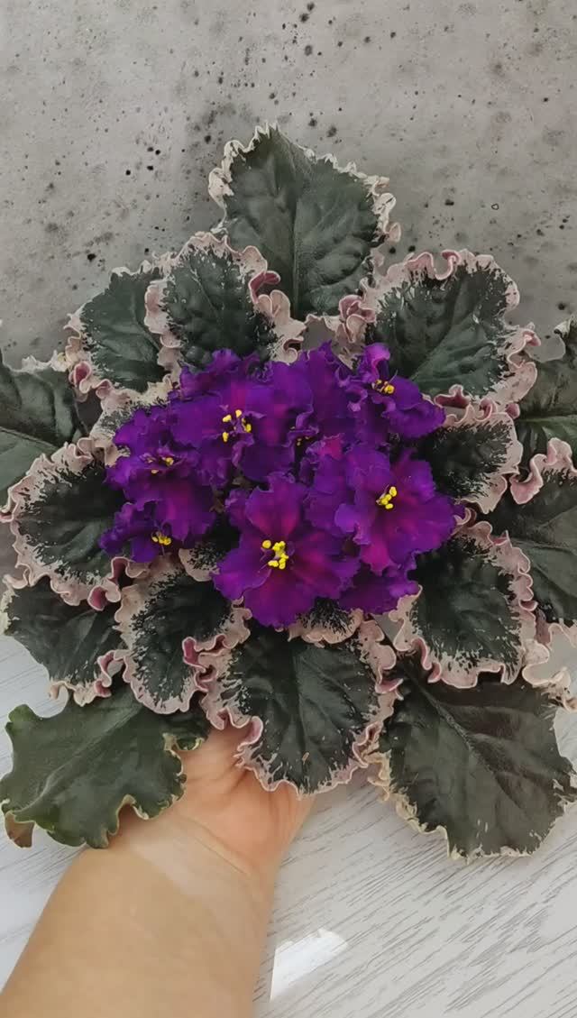 Фиалка ВаТ-Тип-Топ