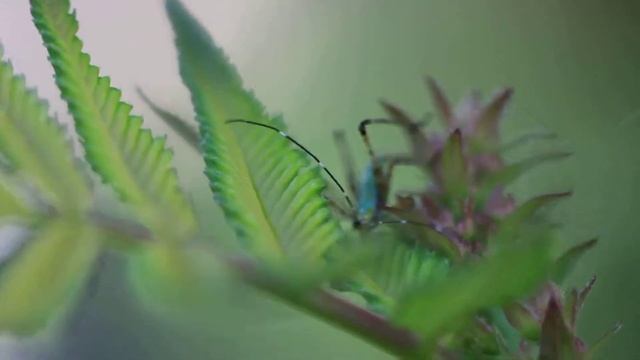 Live Photo Capture of a Nymph смотреть онлайн