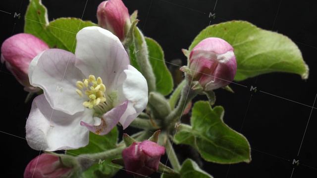 blooming blossom apple tree flower in the garden, spring time lapse, isolated on black смотреть онлайн