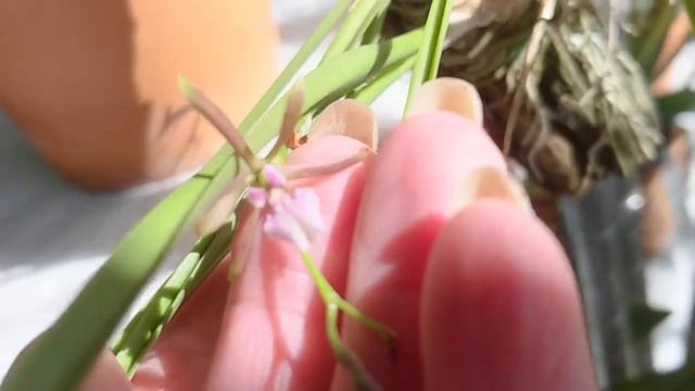 #GVOS2020 Encyclia Bratesean