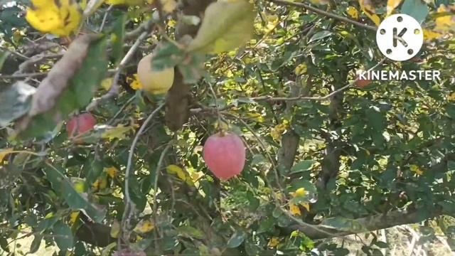 Work my apple garden....all growers are bussy in collection apples.#Red__Apples__in__Busket. смотреть онлайн