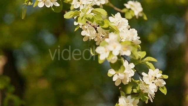 Blossom apple over nature background, spring flowers смотреть онлайн
