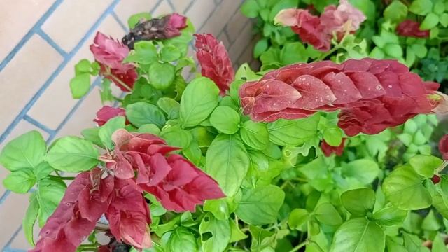 Review of Beautiful improved varieties of hill Mexican Apple trees смотреть онлайн