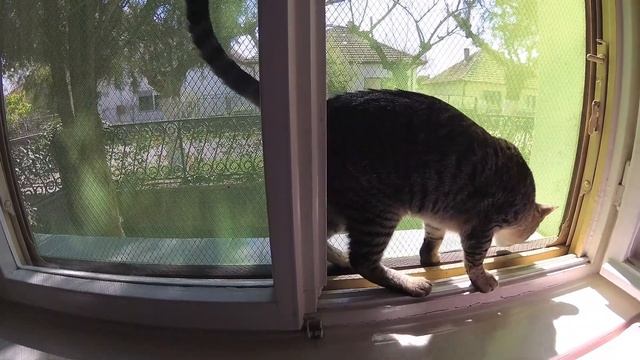 CAT NETTING for Balconies and Windows 🪟🐈 Protect cats from FALLS смотреть онлайн