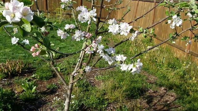 Springtime bees on Apple blossom смотреть онлайн