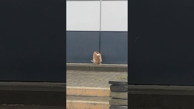 Усатый охранник в магните смотреть онлайн