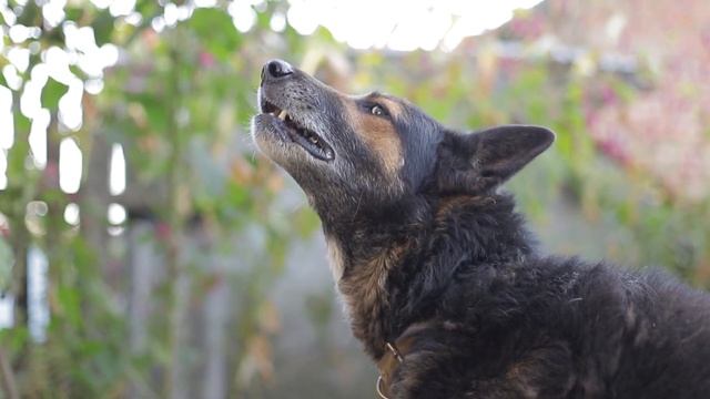 Канат 🐶 смотреть онлайн