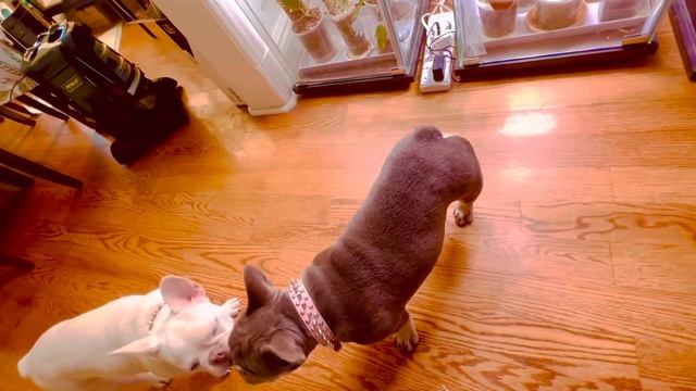 Chanel, Fendi & Mimi eating fresh Apple tid bits! @ehgagaring смотреть онлайн