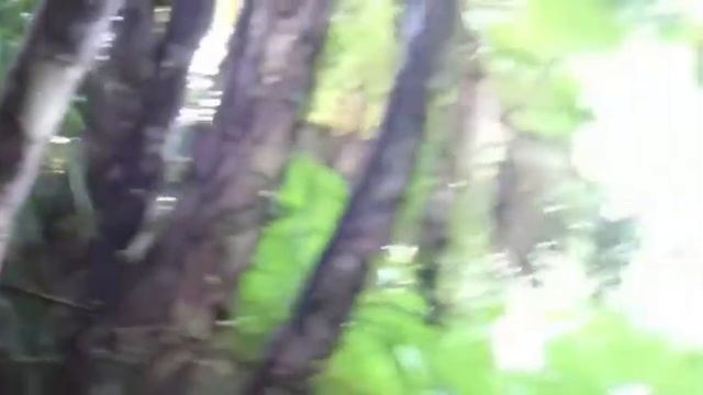 Electric Guest - "The Bait" (New Zealand edition) смотреть онлайн