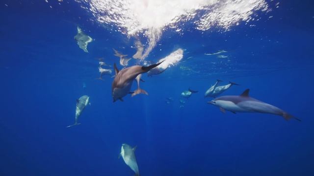 🐬 Dive into Tranquility: Meditative Dolphins at 432 Hz 🌊 - macOS Sonoma Video Wallpaper 4K 240FPS смотреть онлайн