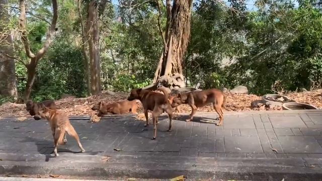 TRAVEL VLOG: THAILAND | Phuket (Episode 1) смотреть онлайн