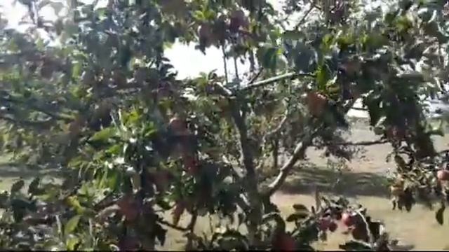 WE HAVE A VISITOR FROM DENMARK + PICKING APPLES | ghuyvlogs 💕 смотреть онлайн