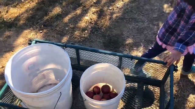 Apples & Pears Picking / Green Bluff Orchard / Spokane Washington/ Kehidupan di Amerika / Metik Bua смотреть онлайн