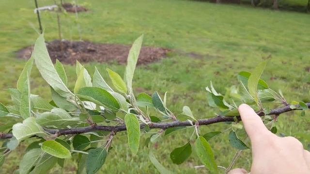 Training young apple trees смотреть онлайн