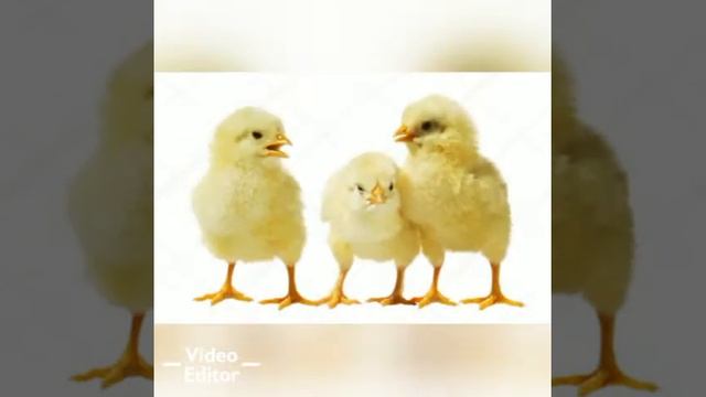 Jip Jip Joʻjalarim Yoqalarga Kilas Bosinglar