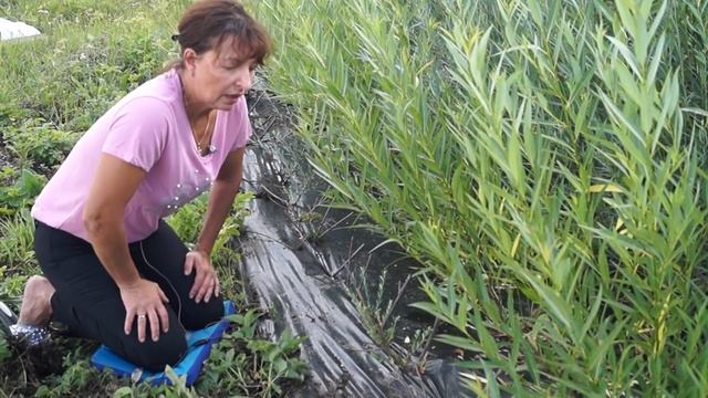 Русская ива. Видео-обзор сорта ивы - 