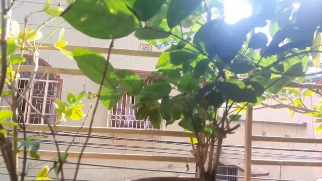My window garden - Care and Guide - Must see смотреть онлайн