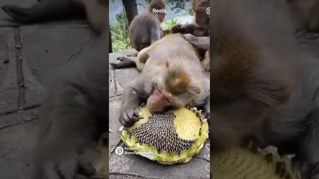 Кайфушечки