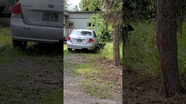 'Just Another Day in Alaska': Mother Bear Clambers in Car Window as Cubs Watch смотреть онлайн