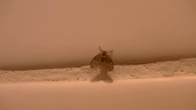 Little Black Drain Worms in shower, how to get rid of them смотреть онлайн