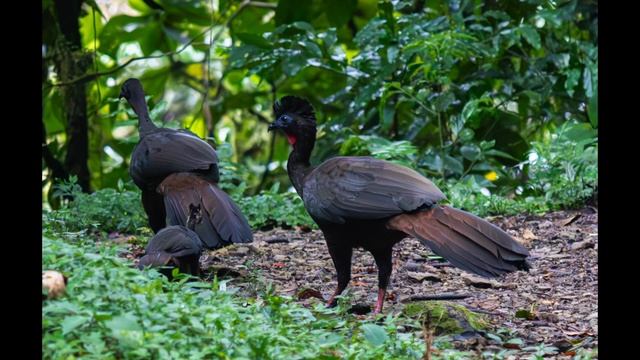 Costa Rica | Pura Vida