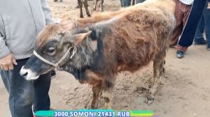 молбозори фрунза бозори бехтарин дехкон бозор нархи гусфан ва говиширте мода бара 16